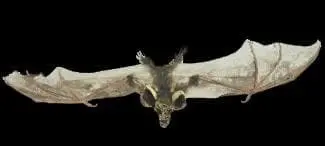 "Brown Bat With Skull Head" Animal Prop 1