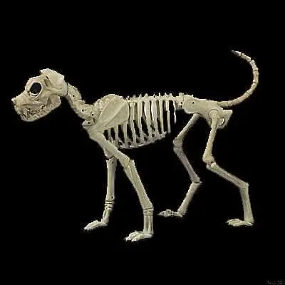 Buster Bonez Dog Skeleton Halloween Prop 1