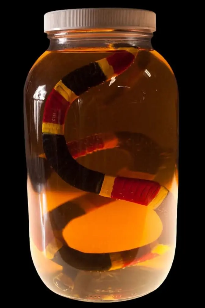 Coral Snake Replica Specimen Jar Halloween Prop 1