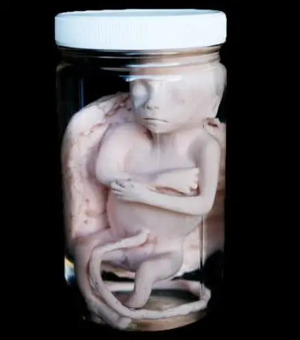 Fetus Replica 5 Months Specimen Jar Halloween Prop 1