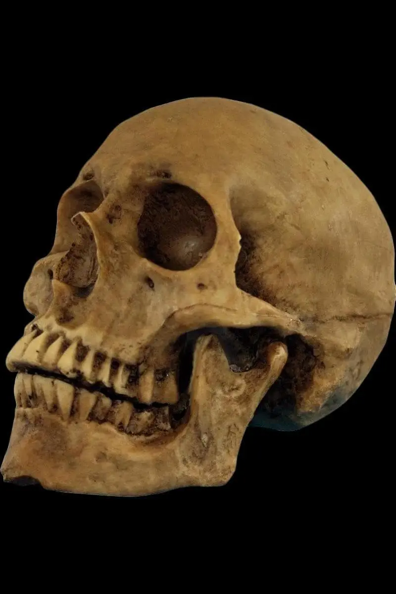 "Hard Resin Human Skull - Movable Jaw" Halloween Prop 1