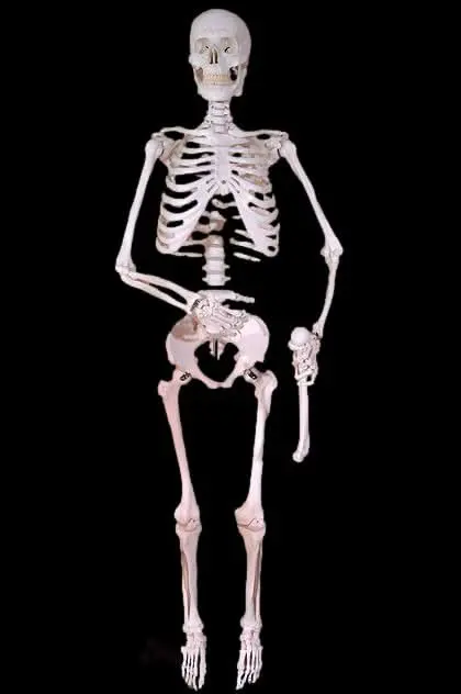 Harvey Posable Life Size Skeleton, 2Nd Class 1
