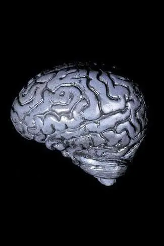 "Human Brain" Haunted House Prop 1