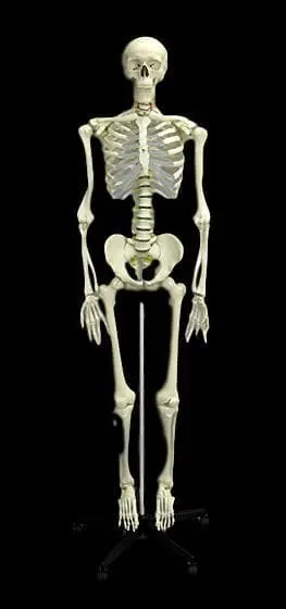 "Human Skeleton" Deluxe Movie Quality Halloween Prop 1