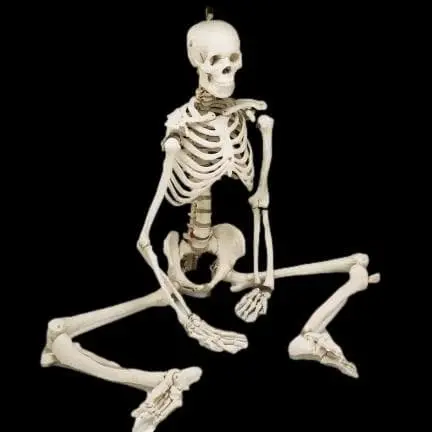 "Human Skeleton" Movie Quality Halloween Prop 1