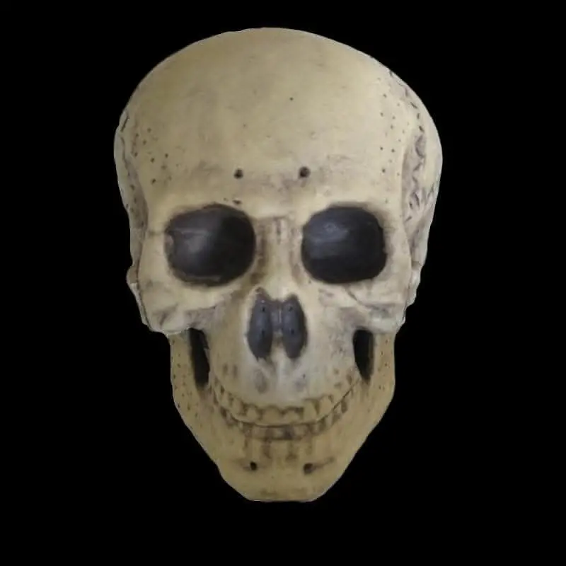 "Human Skull" Life Size Halloween Prop 1