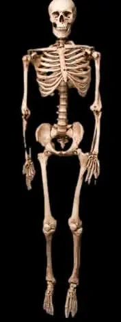 Life-Size Aged Skeleton 1