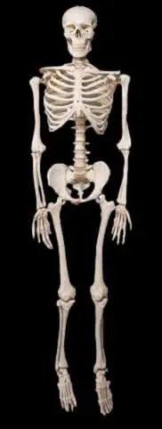Life- Size Skeleton 1