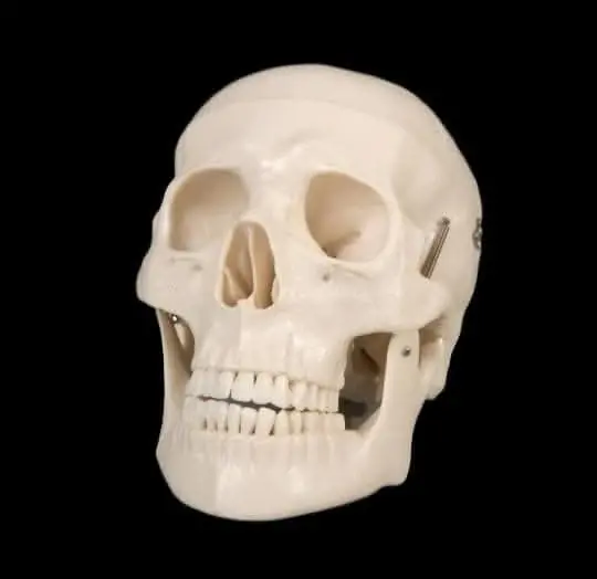 "Life-Size Skull - 1St Class" Halloween Prop 1
