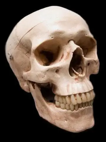 "Life-Size Skull - Aged 2Nd Class" Halloween Prop 1
