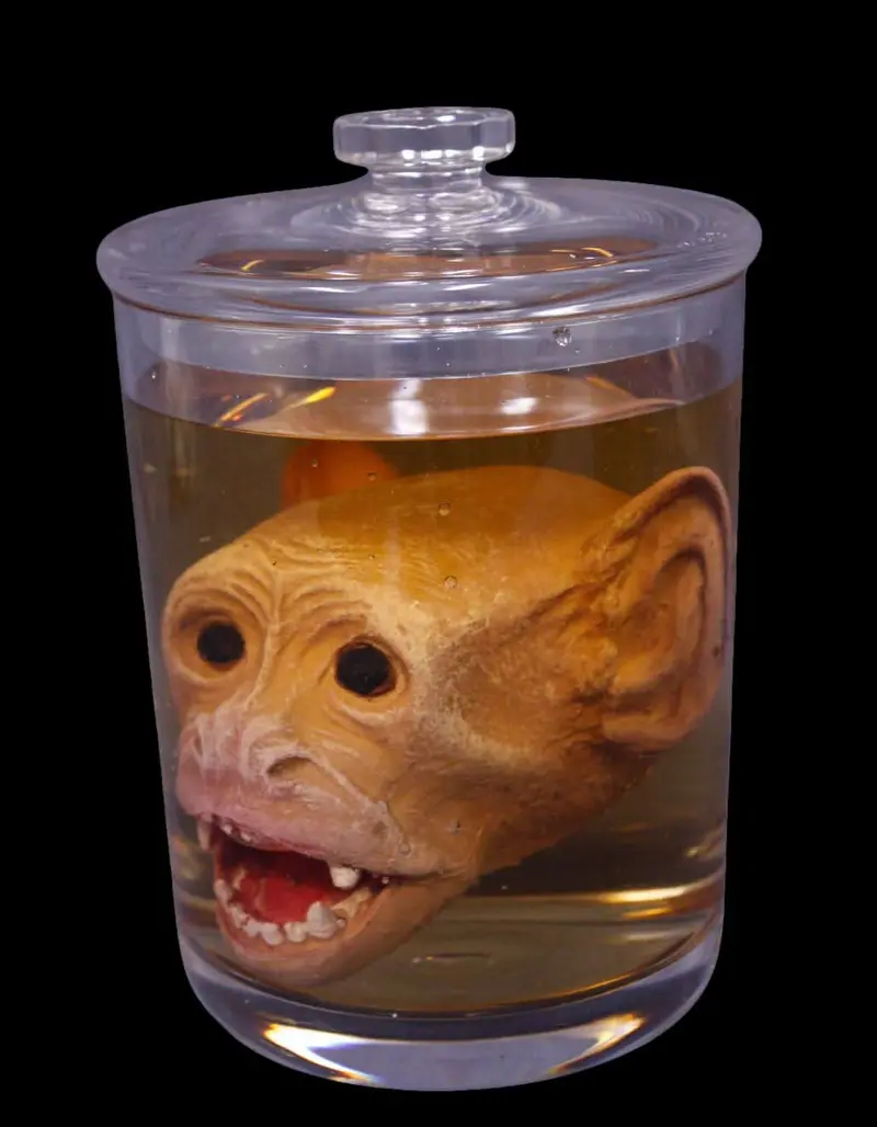 Monkey Head Specimen Jar Halloween Prop 1