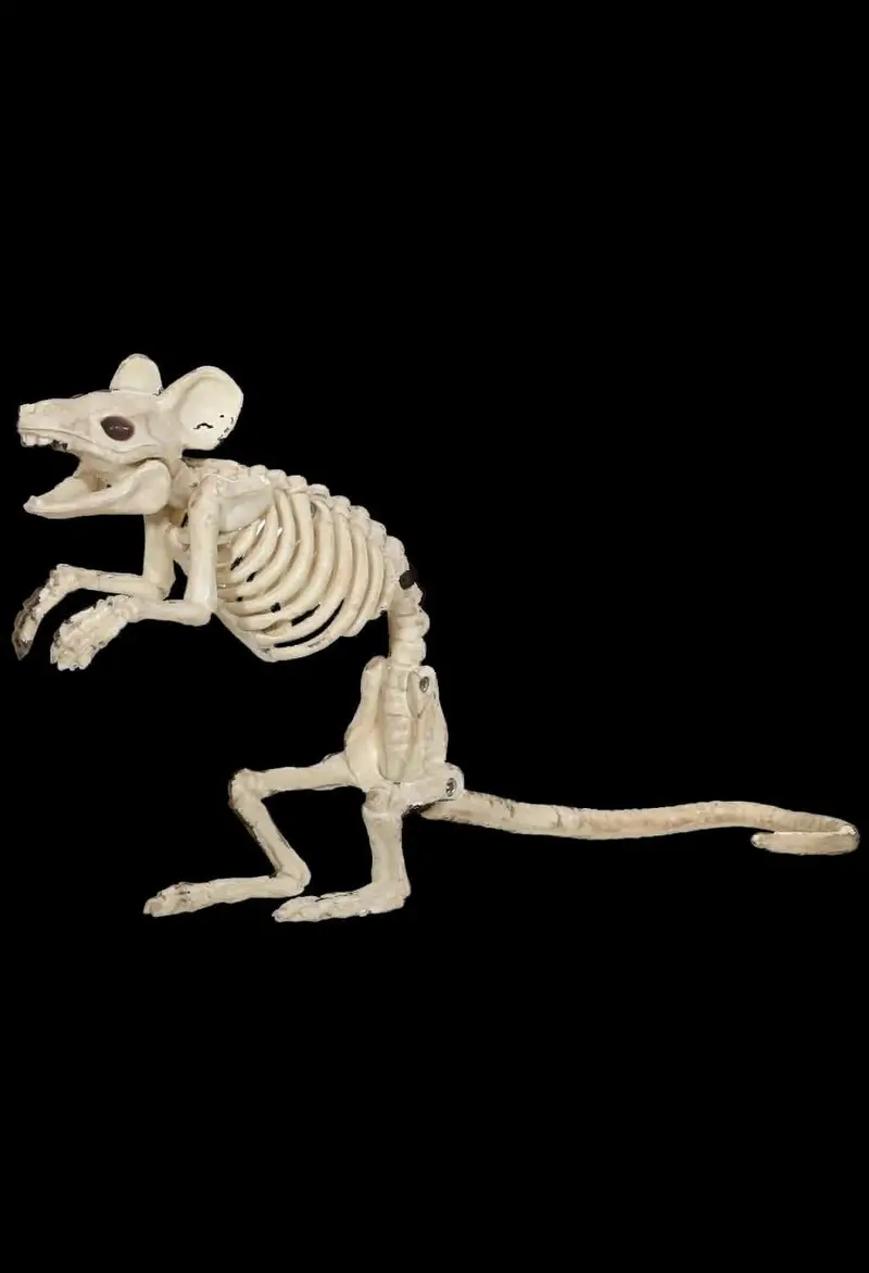 "Mouse Skeleton" Animal Prop 1