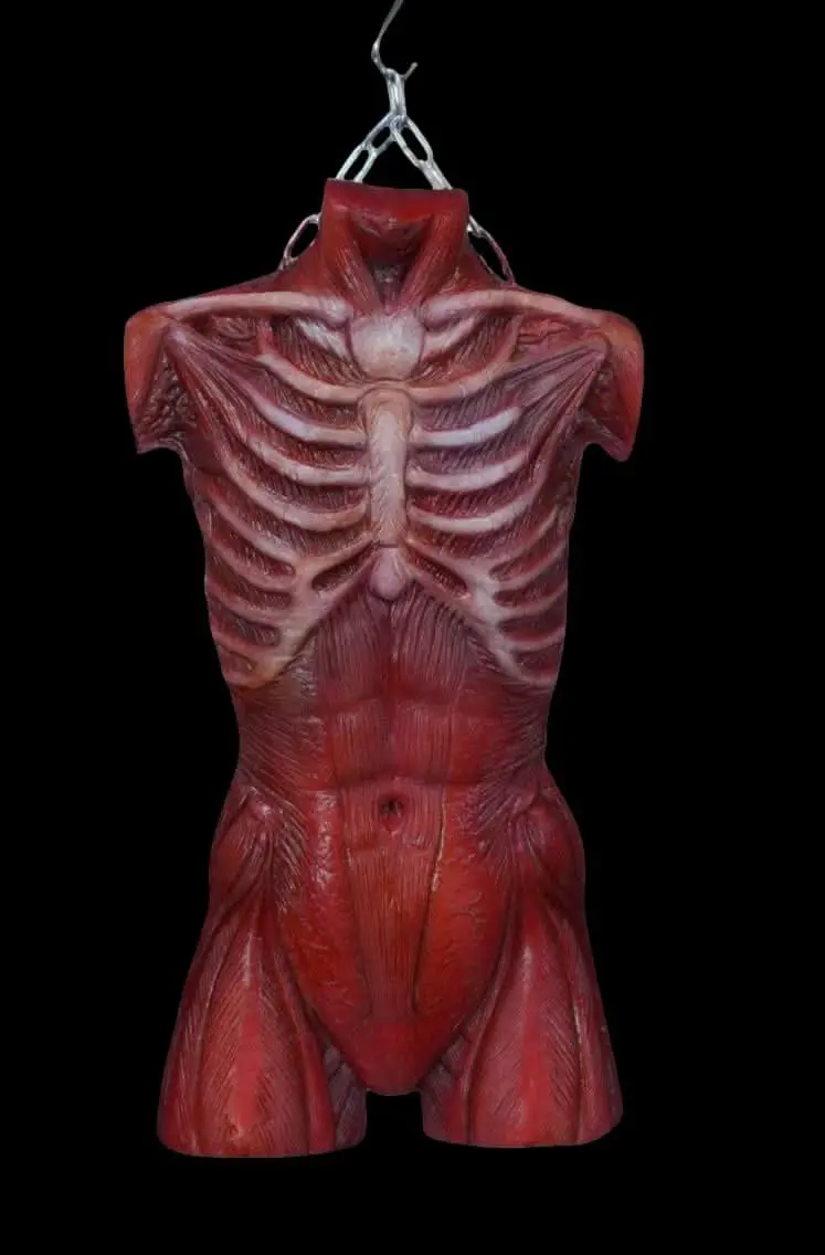 Muscle Torso Skin Halloween Prop 1