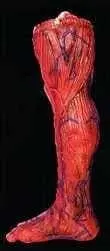 "Peeled Flesh - Right Leg" Human Body Part Halloween Prop 1