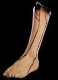 "Severed Left Leg" Bloody Human Body Part Prop 1