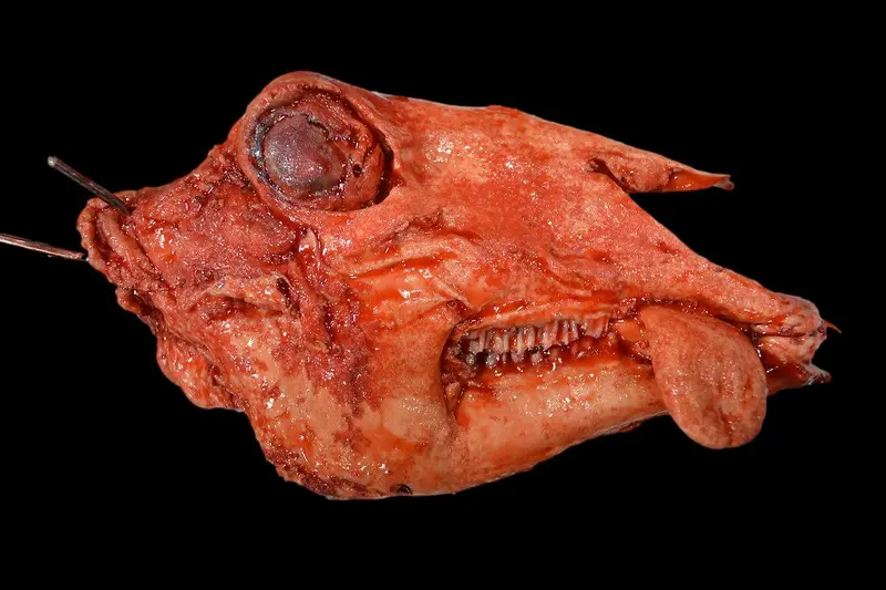 Severered Goat Head Halloween Prop 1
