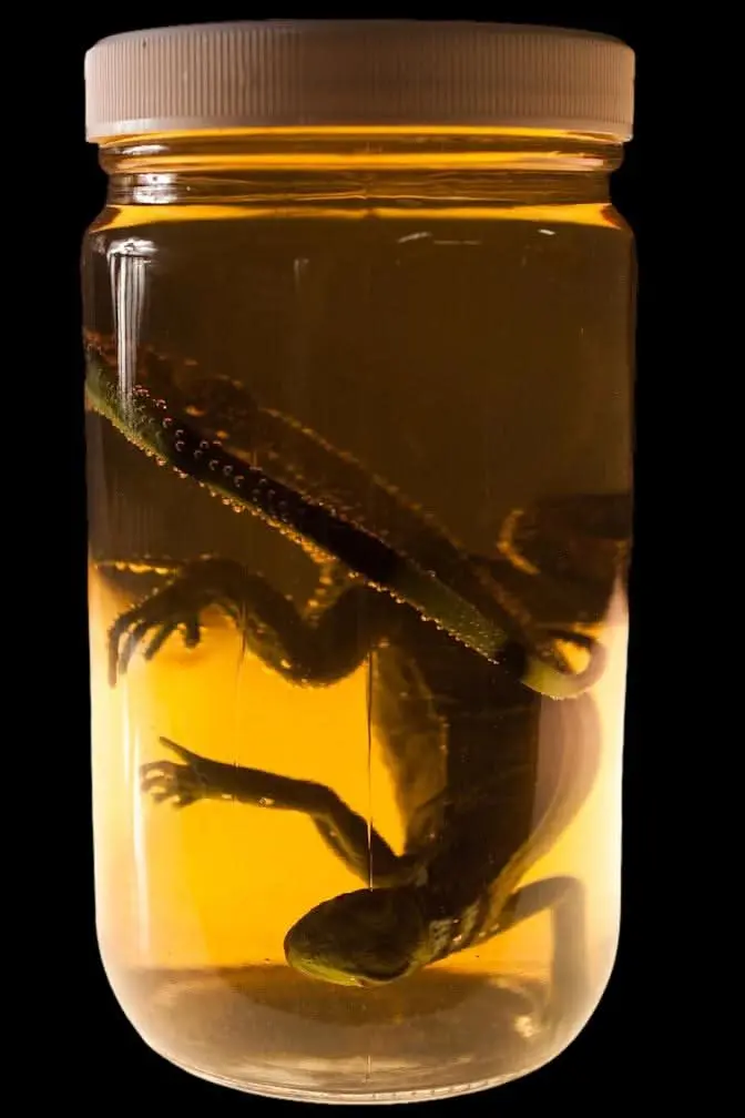 Small Iguana Replica Specimen Jar Halloween Prop 1