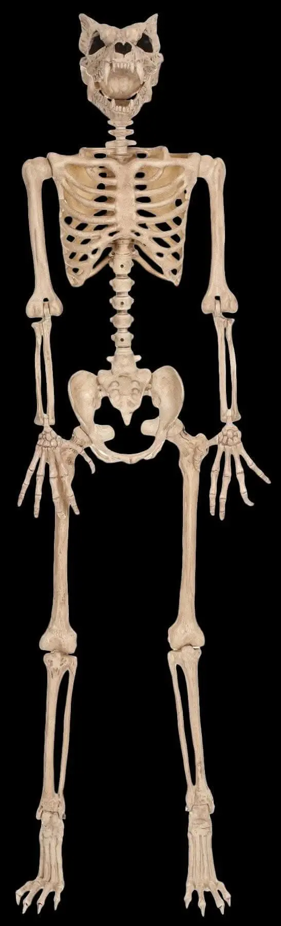 "Werewolf Skeleton" Halloween Prop 1